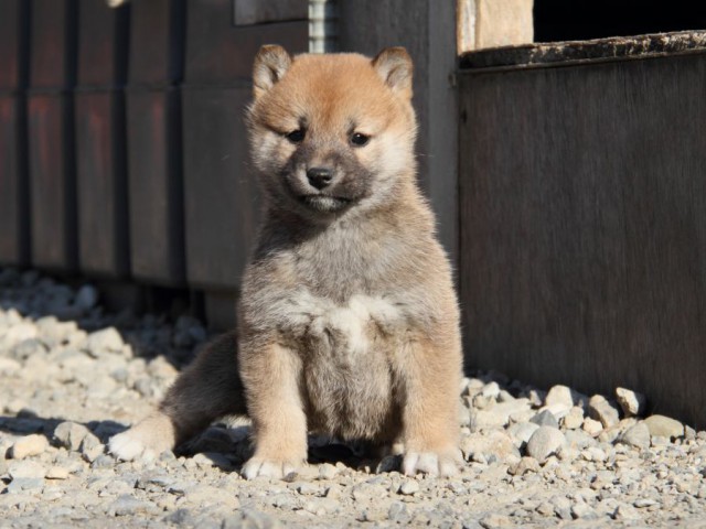 IMG_1684-shibainu-koinu IMG_1684-shibainu-koinu