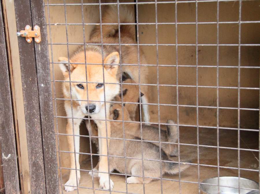 IMG_1693-shibainu-koinu