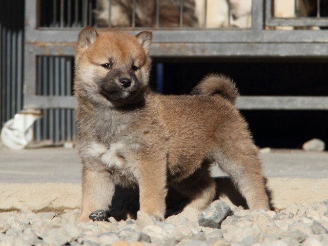 IMG_1694-shibainu-koinu IMG_1694-shibainu-koinu