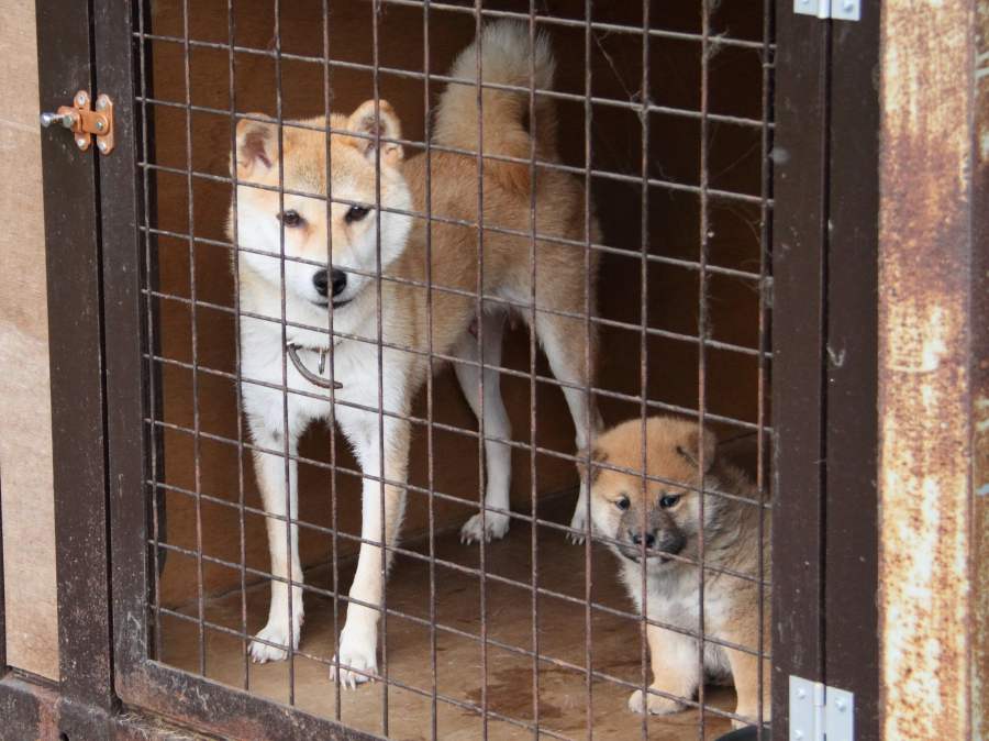 IMG_1699-shibainu-koinu