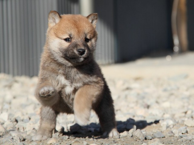 IMG_1710-shibainu-koinu IMG_1710-shibainu-koinu
