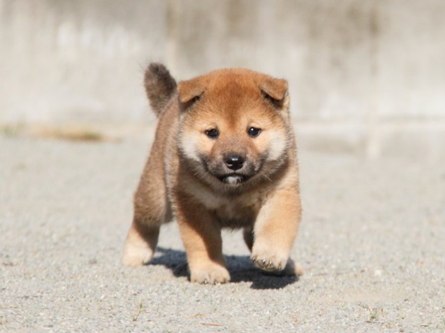 IMG_1720-shibainu-koinu IMG_1720-shibainu-koinu