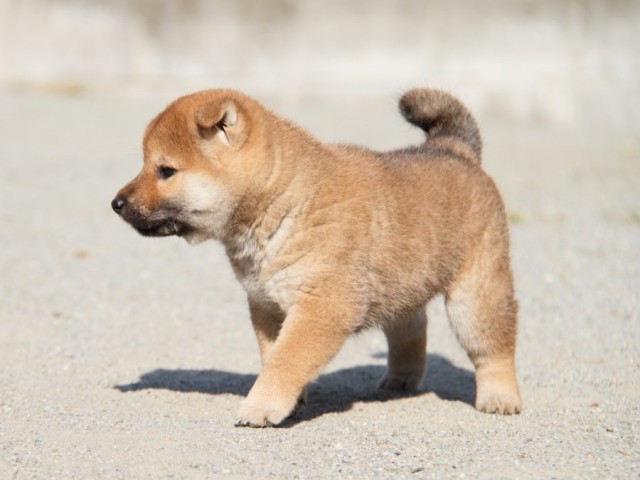 IMG_1739-shibainu-koinu IMG_1739-shibainu-koinu