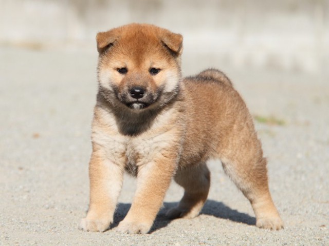 IMG_1744-shibainu-koinu IMG_1744-shibainu-koinu