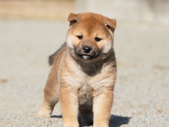 IMG_1752-shibainu-koinu IMG_1752-shibainu-koinu
