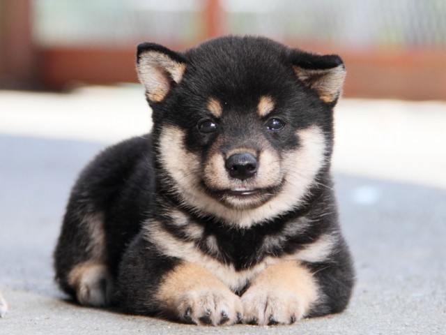IMG_1752-shibainu-puppy IMG_1752-shibainu-puppy