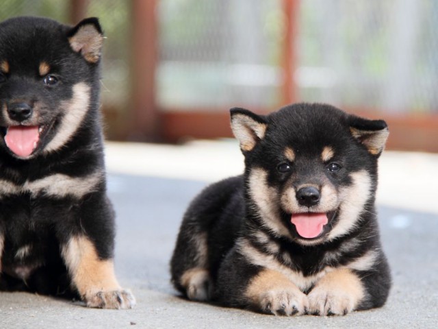 IMG_1754-shibainu-puppy IMG_1754-shibainu-puppy