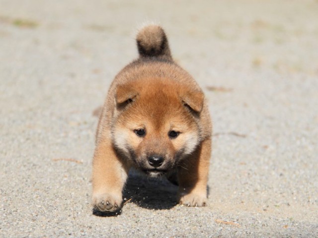 IMG_1755-shibainu-koinu IMG_1755-shibainu-koinu