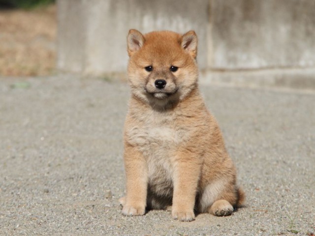 IMG_1777-shibainu-koinu IMG_1777-shibainu-koinu
