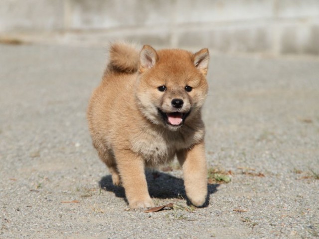 IMG_1779-shibainu-koinu IMG_1779-shibainu-koinu