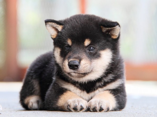 IMG_1786-shibainu-puppy IMG_1786-shibainu-puppy