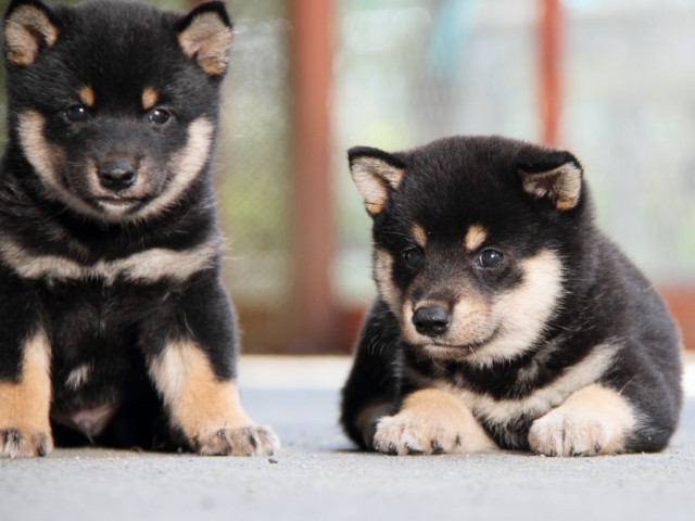 IMG_1788-shibainu-puppy IMG_1788-shibainu-puppy