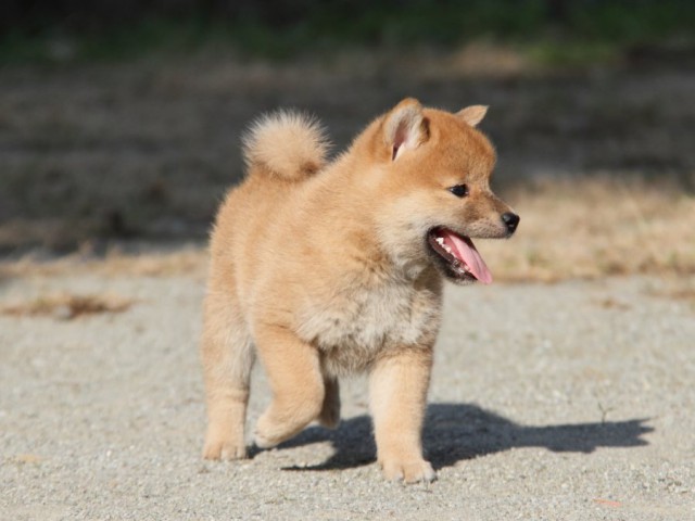 IMG_1803-shibainu-koinu IMG_1803-shibainu-koinu