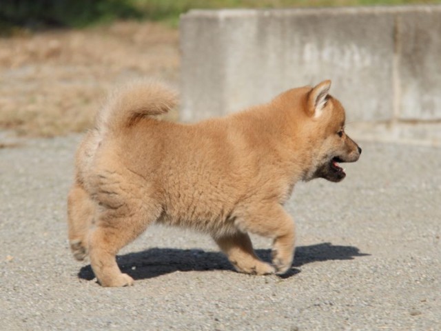 IMG_1806-shibainu-koinu IMG_1806-shibainu-koinu