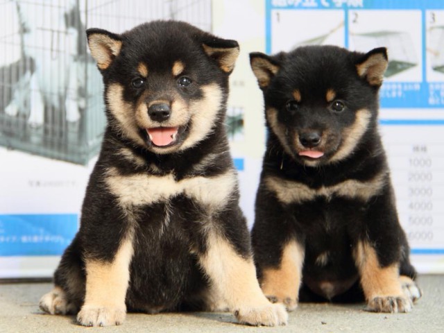 IMG_1806-shibainu-puppy IMG_1806-shibainu-puppy