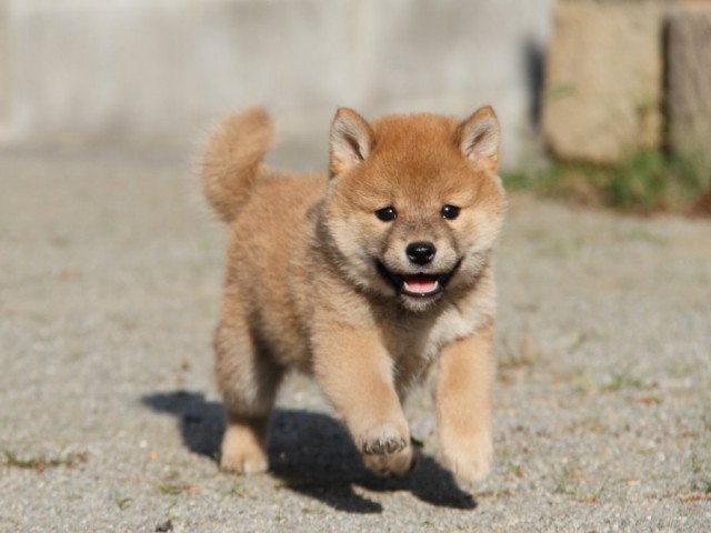 IMG_1821-shibainu-koinu IMG_1821-shibainu-koinu