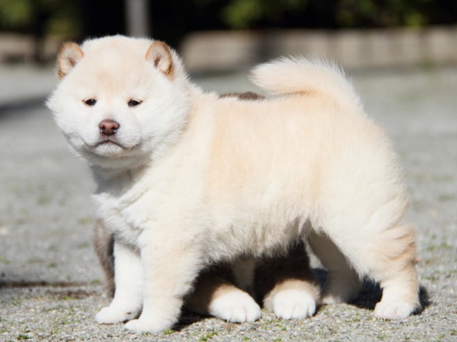 IMG_1873shibainu IMG_1873shibainu