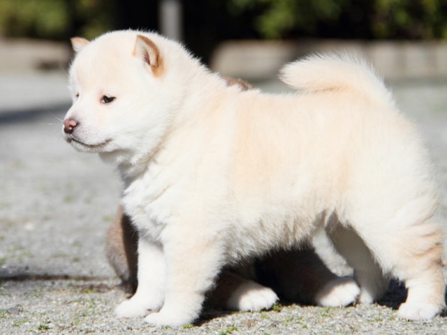 IMG_1882shibainu IMG_1882shibainu