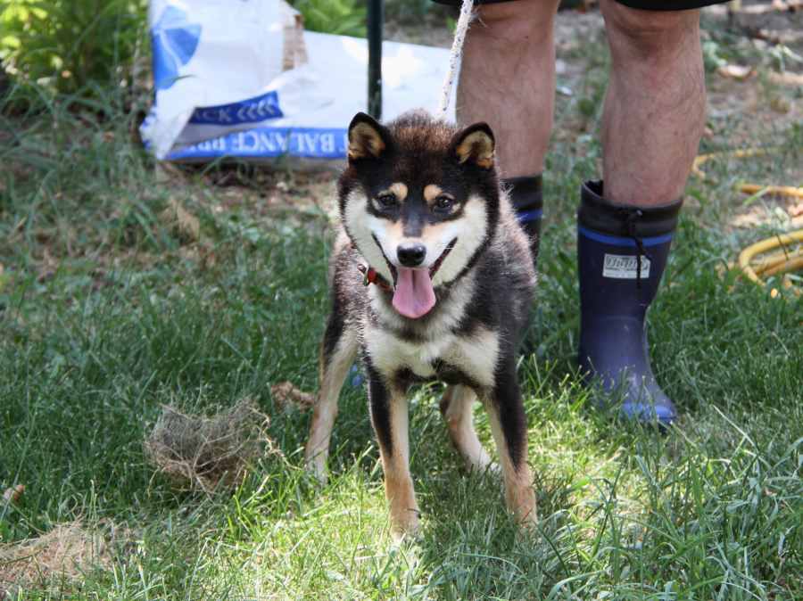 IMG_1925-shibainu-puppy