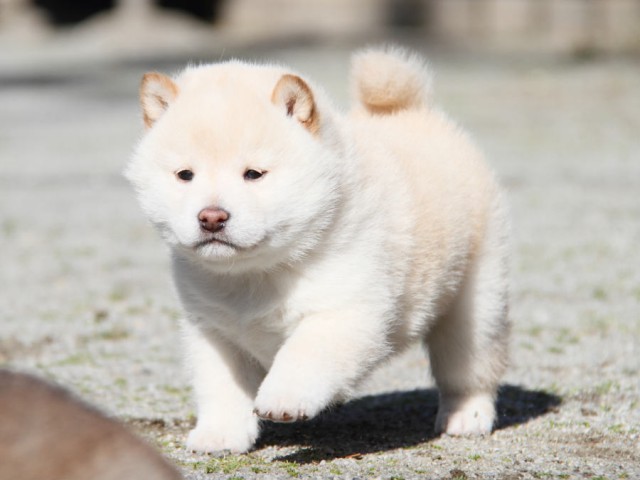 IMG_1925shibainu IMG_1925shibainu
