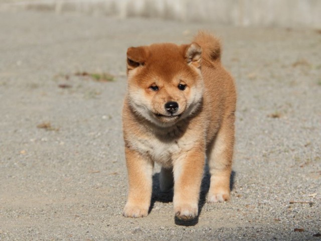 IMG_1935-shibainu-koinu IMG_1935-shibainu-koinu