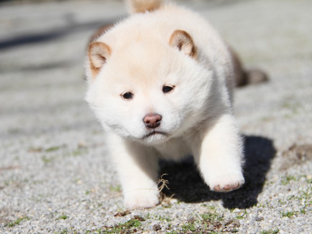 IMG_1939shibainu IMG_1939shibainu