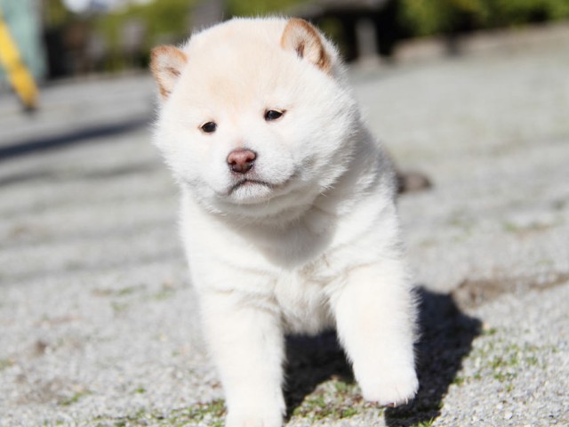 IMG_1941shibainu IMG_1941shibainu