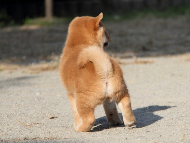 IMG_1942-shibainu-koinu IMG_1942-shibainu-koinu