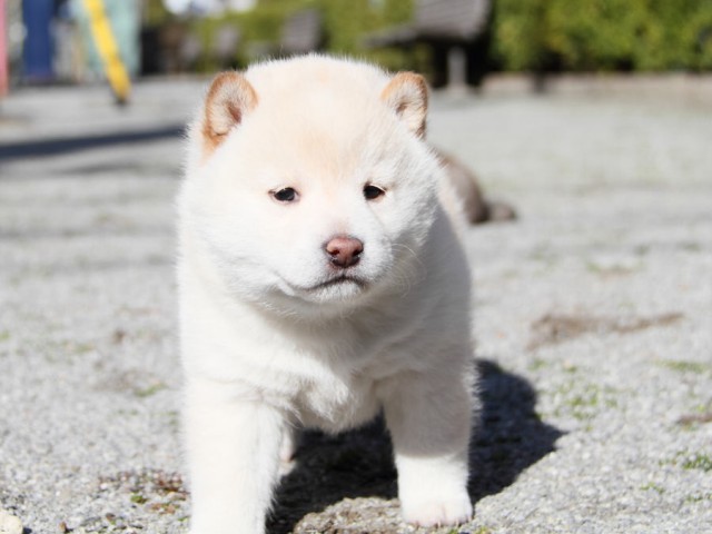 IMG_1946shibainu IMG_1946shibainu