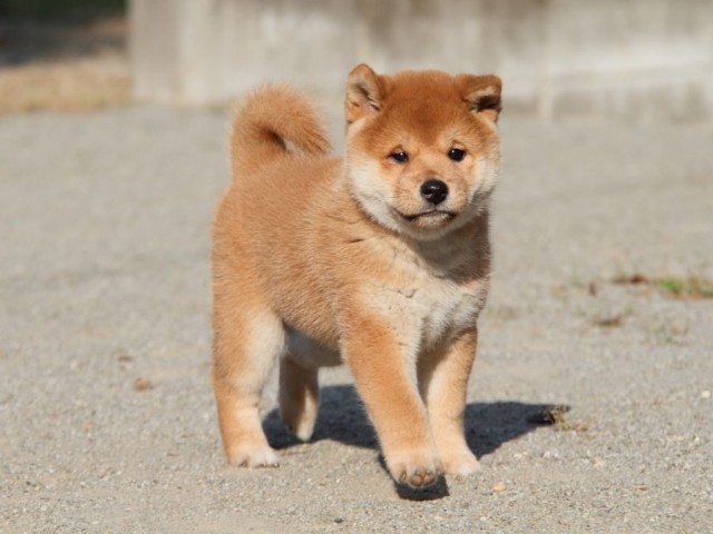 IMG_1951-shibainu-koinu IMG_1951-shibainu-koinu