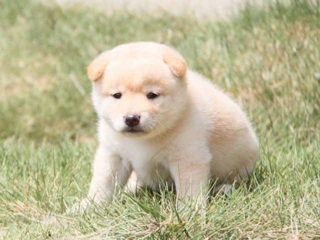 IMG_1970-shibainu-puppy IMG_1970-shibainu-puppy