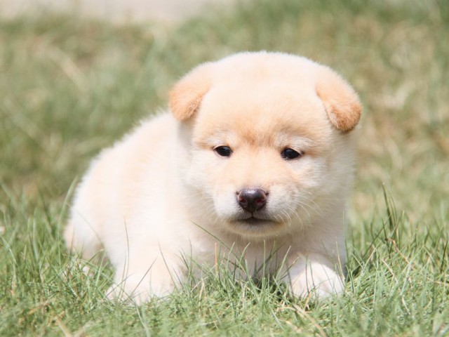 IMG_2004-shibainu-puppy IMG_2004-shibainu-puppy