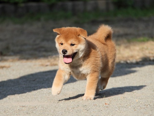 IMG_2017-shibainu-koinu IMG_2017-shibainu-koinu