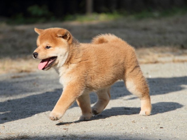IMG_2020-shibainu-koinu IMG_2020-shibainu-koinu