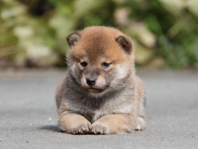 IMG_2029-shibainu-koinu IMG_2029-shibainu-koinu