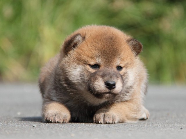 IMG_2033-shibainu-koinu IMG_2033-shibainu-koinu