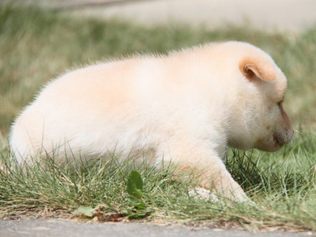 IMG_2033-shibainu-puppy IMG_2033-shibainu-puppy