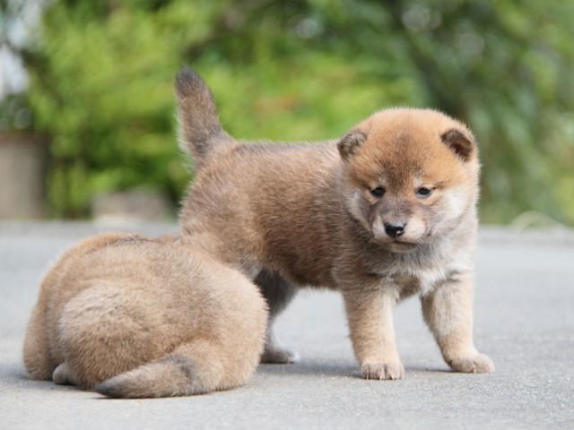 IMG_2080-shibainu-koinu IMG_2080-shibainu-koinu
