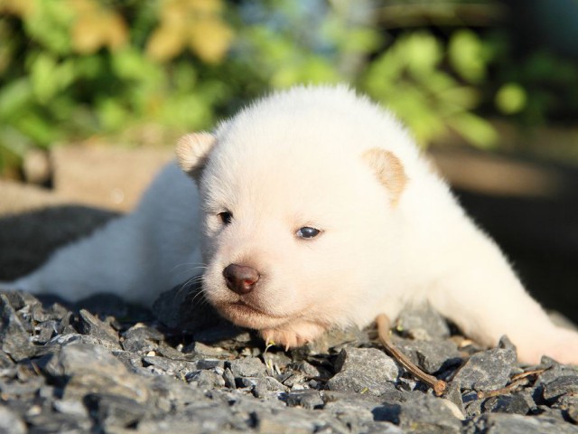 IMG_2095shibainu-puppy-shibainu Puppy IMG_2095shibainu-puppy-shibainu Puppy