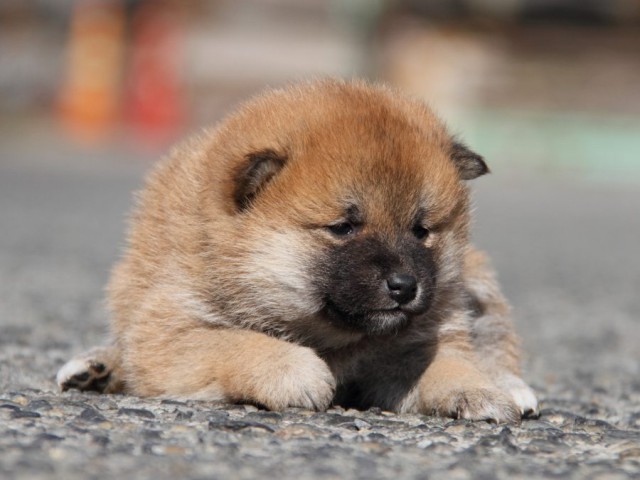 IMG_2100-shibainu-koinu IMG_2100-shibainu-koinu