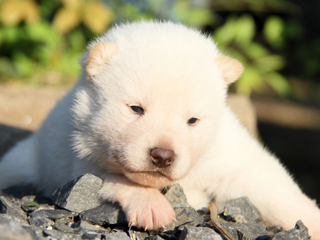 IMG_2100shibainu-puppy-shibainu Puppy IMG_2100shibainu-puppy-shibainu Puppy
