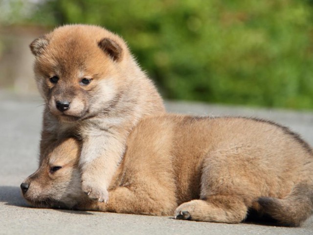 IMG_2102-shibainu-koinu IMG_2102-shibainu-koinu