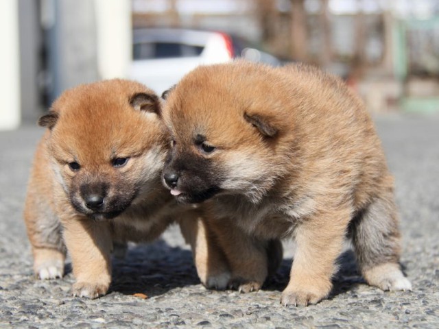IMG_2107-shibainu-koinu IMG_2107-shibainu-koinu