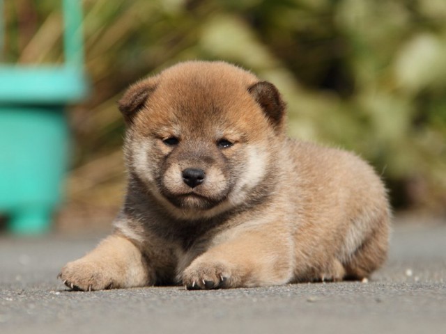 IMG_2115-shibainu-koinu IMG_2115-shibainu-koinu