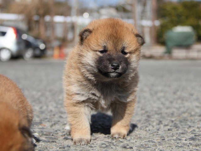 IMG_2117-shibainu-koinu IMG_2117-shibainu-koinu