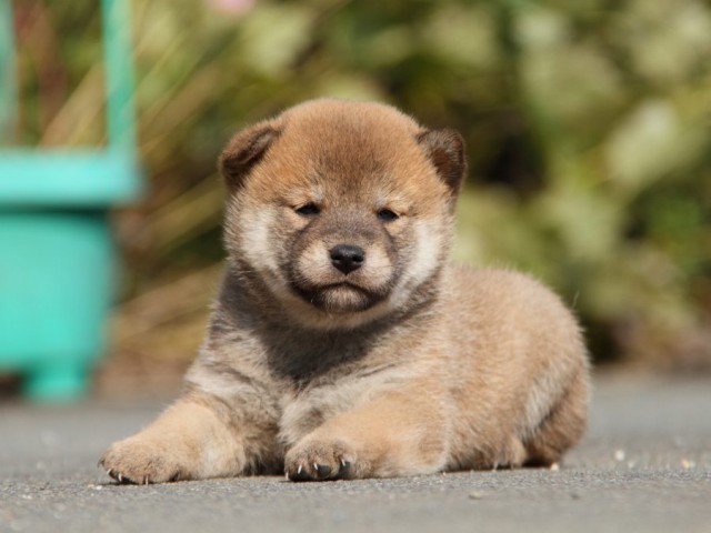 IMG_2117-shibainu-koinu IMG_2117-shibainu-koinu