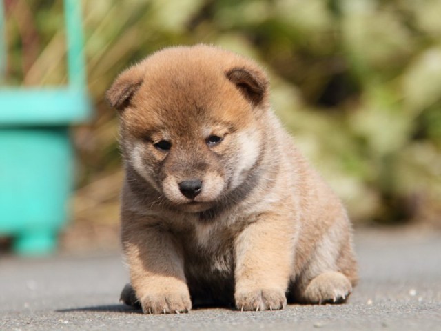 IMG_2118-shibainu-koinu IMG_2118-shibainu-koinu