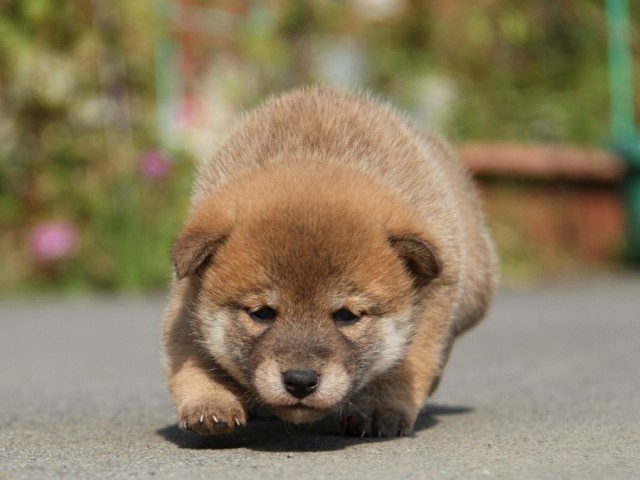 IMG_2121-shibainu-koinu IMG_2121-shibainu-koinu