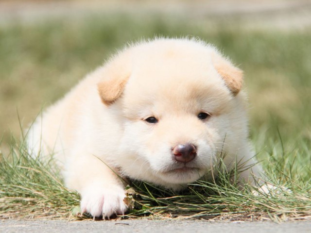 IMG_2127-shibainu-puppy IMG_2127-shibainu-puppy