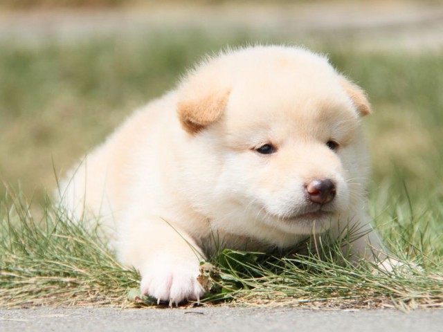 IMG_2128-shibainu-puppy IMG_2128-shibainu-puppy